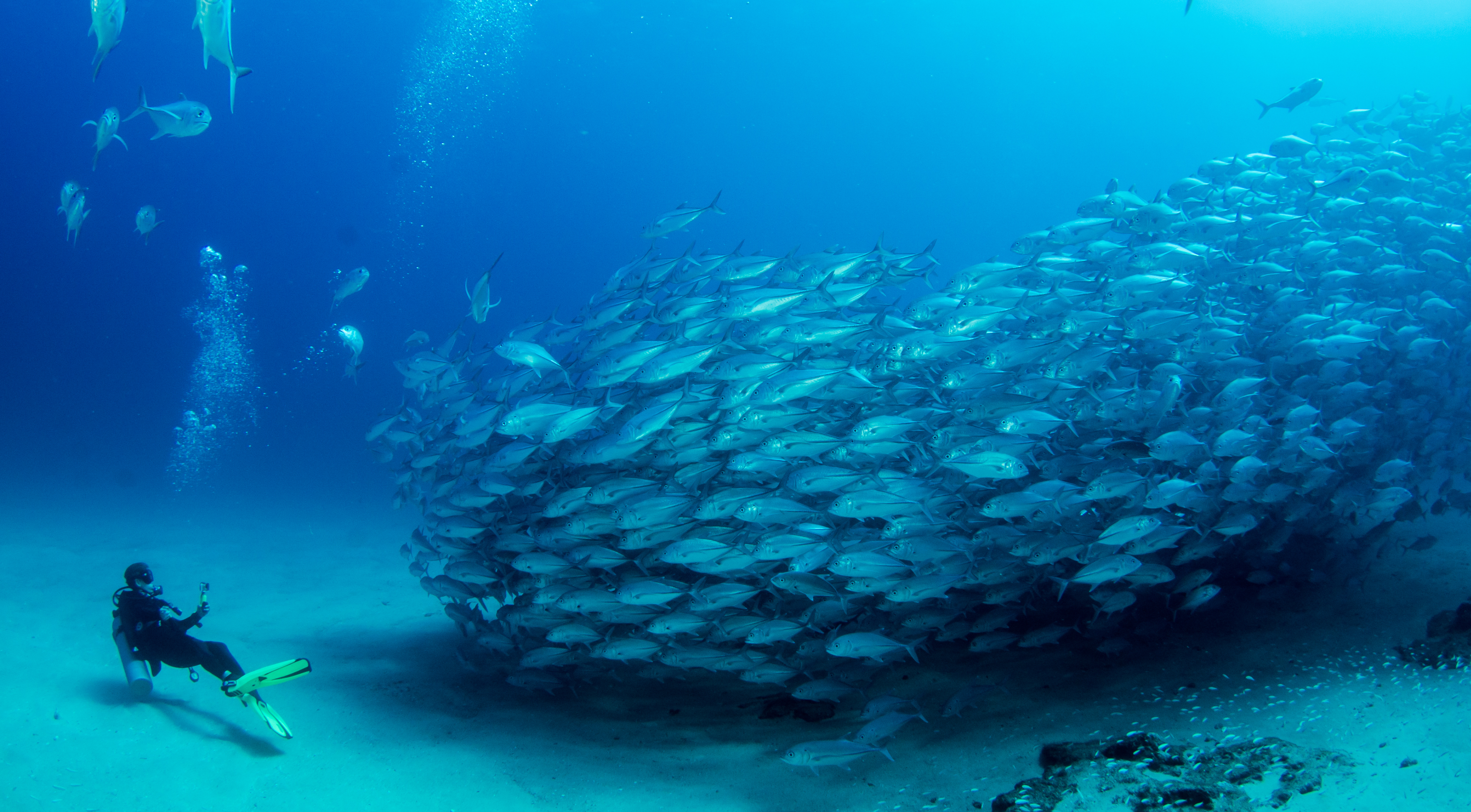 PADI Shop