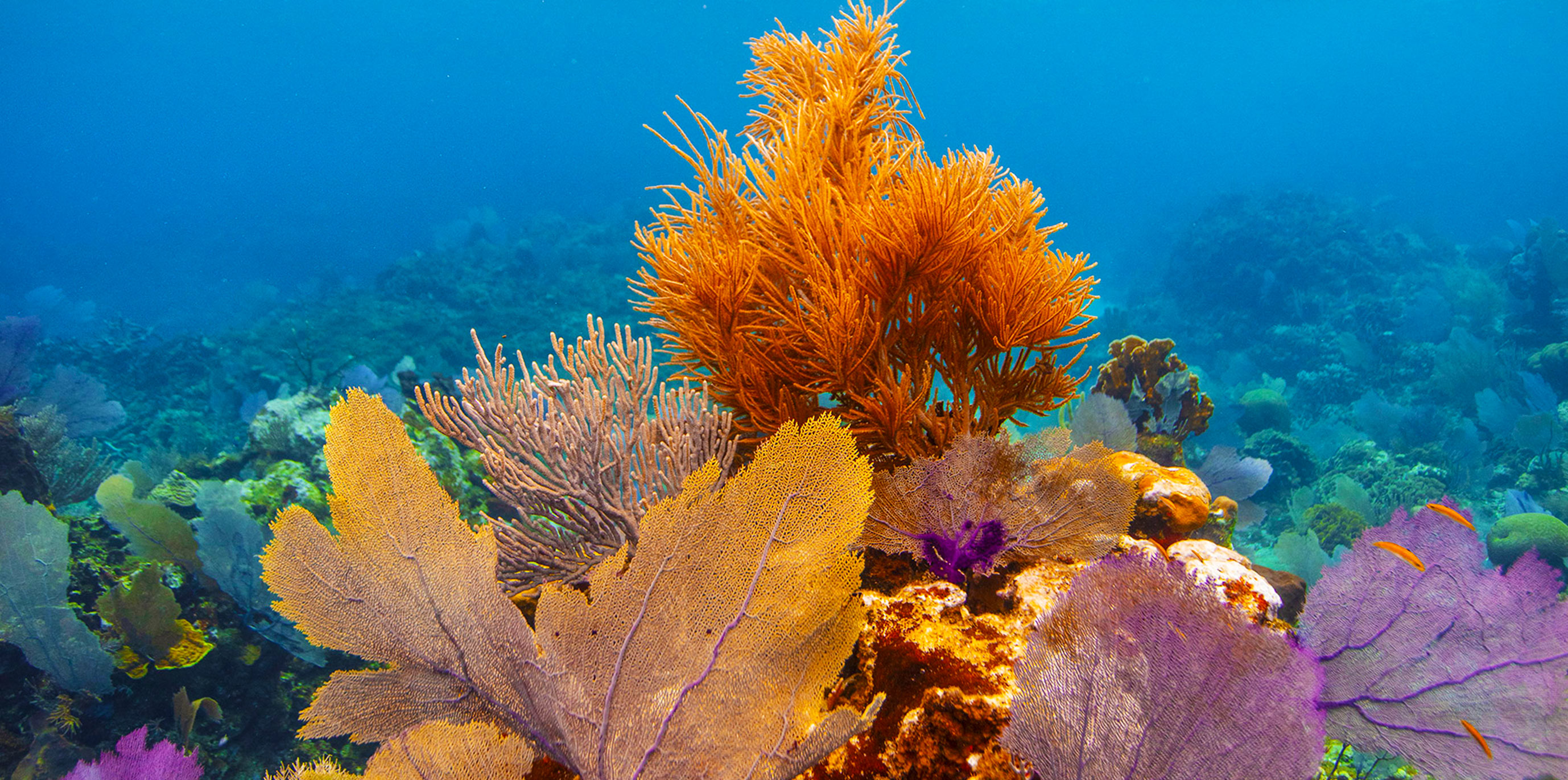 Coral Hero