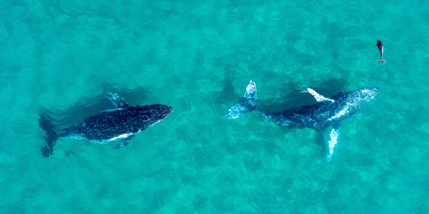 Whales shallow blue
