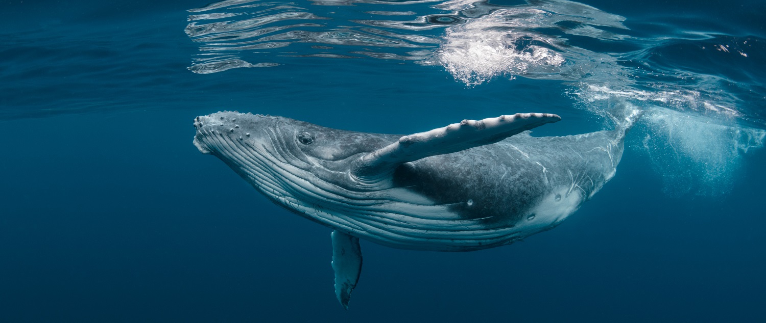 Whale