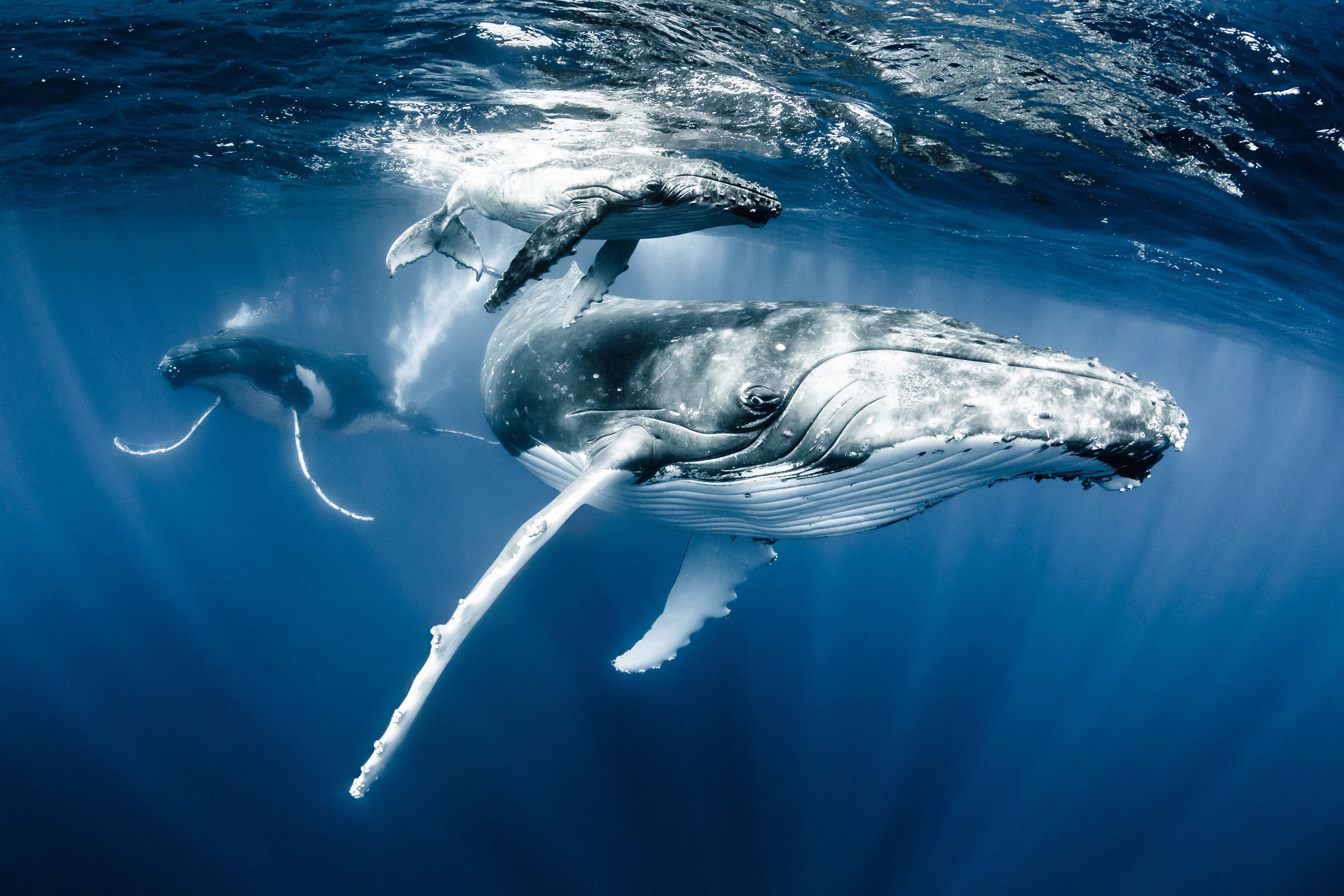 copyright Shawn Heinrichs