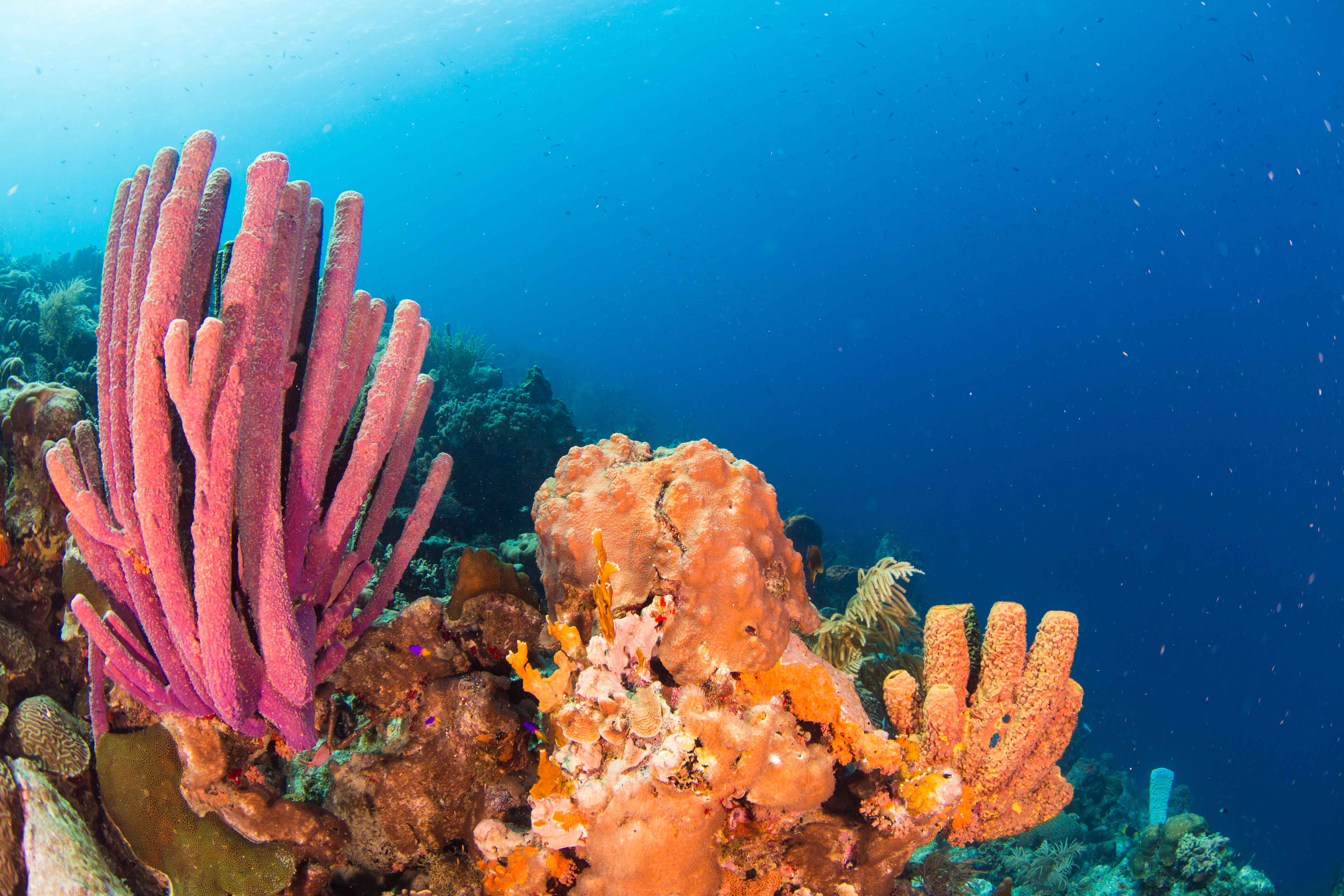 A landscape photo of a coral.