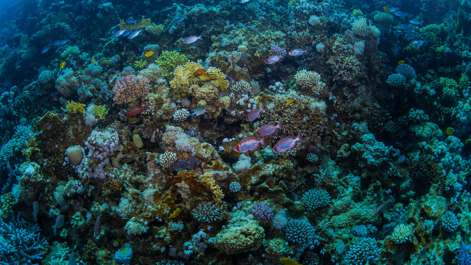 A closer look at the coral reefs.