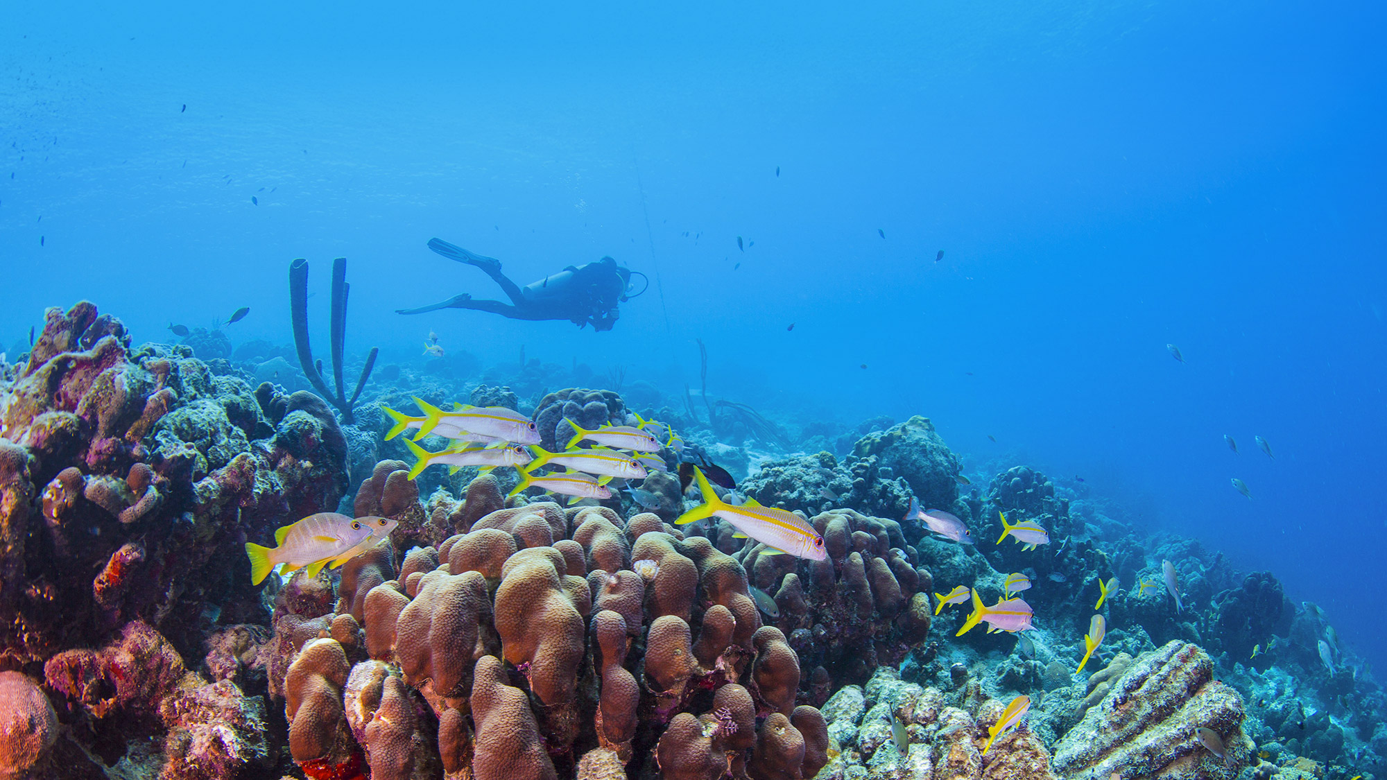 A diver swimming among the marine life.
