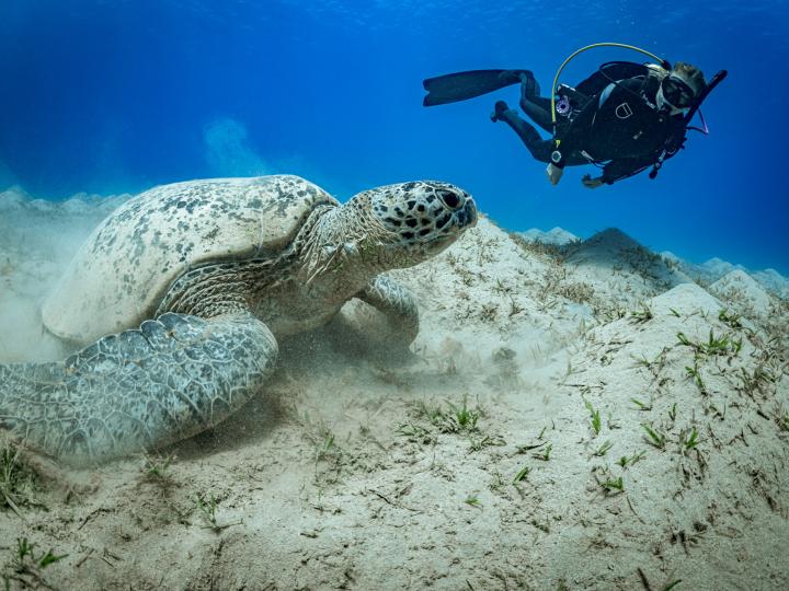 Diver swimming towards a sea turtle