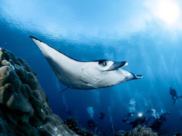 Manta Ray swimming in ocean.