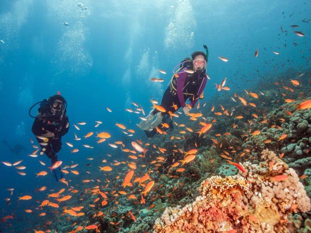 Scuba divers exploring marine life 