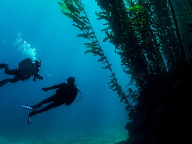 Divers in a kelp forest