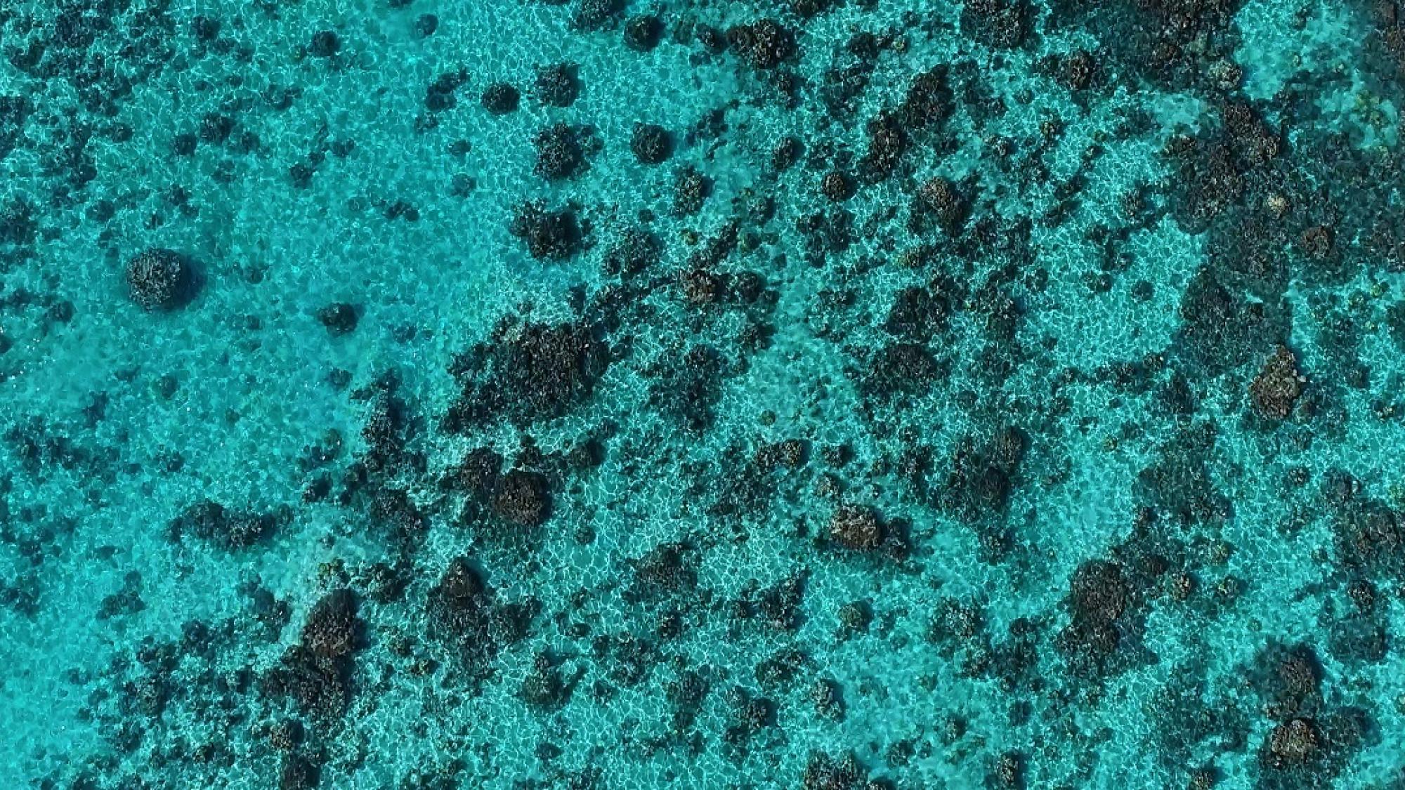 Torchbearer Background