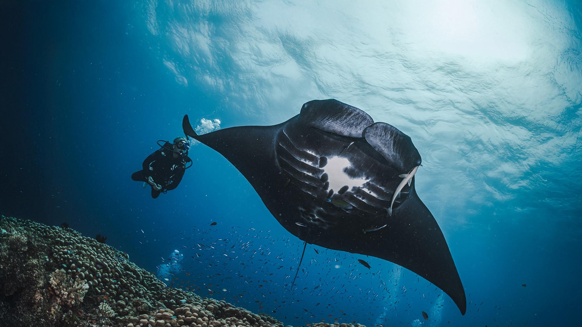 Scuba diver and manta ray