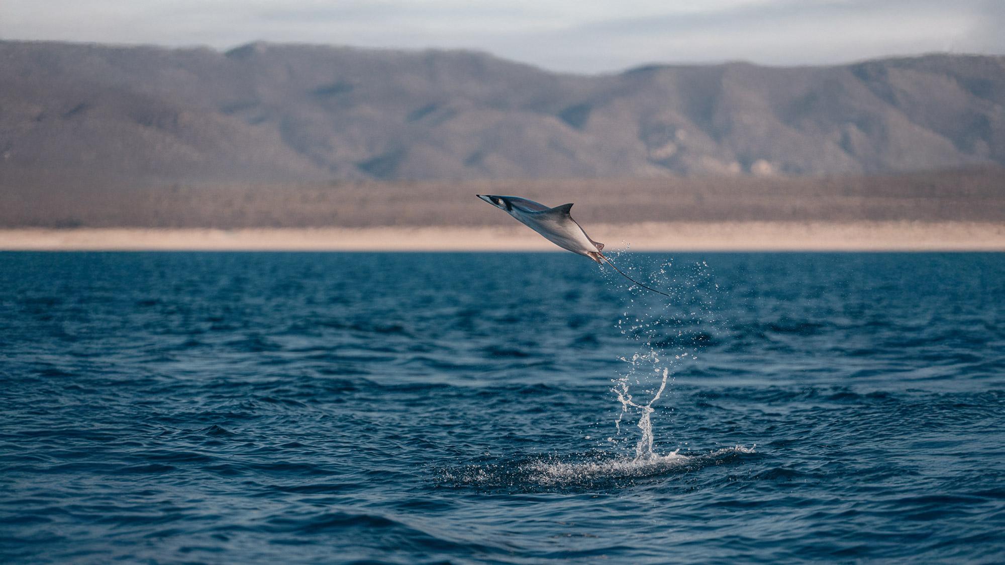 A mobula diving into the water.
