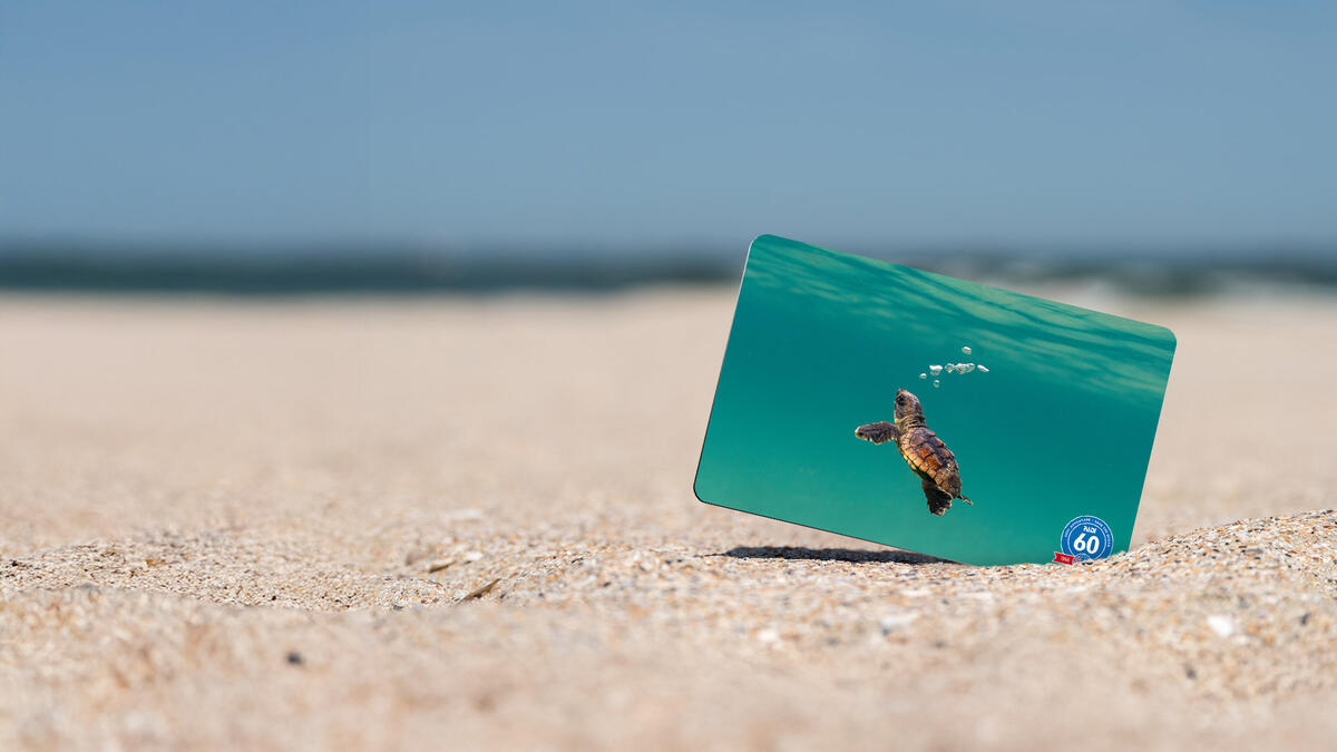 Hatchling Turtle cert card